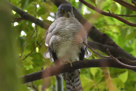 トリミング 2021/9月 SIGMA150-600C+D500 550mm F8 ss1/100 ISO4000 AF-C