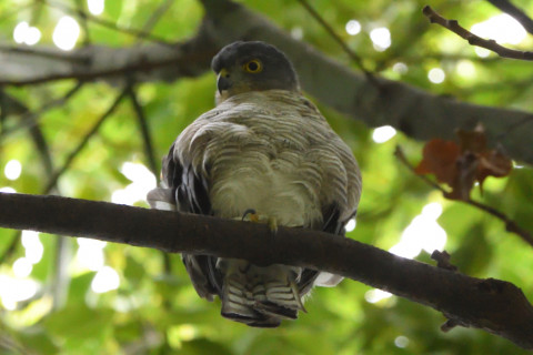 トリミング 2021/9月 SIGMA150-600C+D500 480mm F8 ss1/160 ISO4000 AF-C