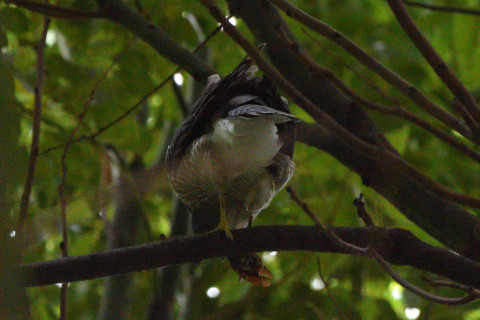 トリミング 2021/9月 SIGMA150-600C+D500 600mm F6.3 ss1/1250 ISO4000 AF-C