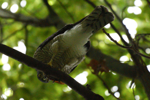 トリミング 2021/9月 SIGMA150-600C+D500 600mm F6.3 ss1/1250 ISO4000 AF-C