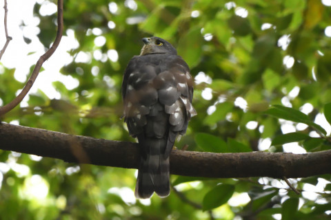 トリミング 2021/9月 SIGMA150-600C+D500 600mm F6.3 ss1/400 ISO4000 AF-C