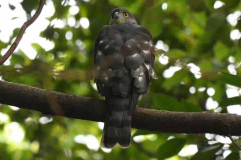 トリミング 2021/9月 SIGMA150-600C+D500 600mm F6.3 ss1/800 ISO4000 AF-C