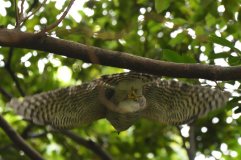 トリミング 2021/9月 SIGMA150-600C+D500 600mm F6.3 ss1/800 ISO4000 AF-C シングル