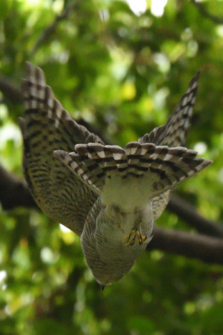 トリミング 2021/9月 SIGMA150-600C+D500 600mm F6.3 ss1/800 ISO4000 AF-C シングル