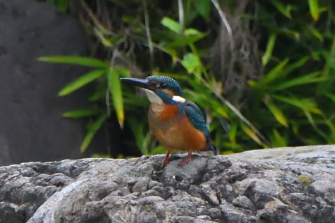 トリミング 2021/9月 SIGMA150-600C+D500 600mm F6.3 ss1/800 ISO4000 AF-C