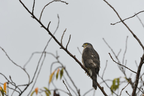 2021/9月 SIGMA150-600C+D500 600mm F8 ss1/1250 ISO1800 AF-C