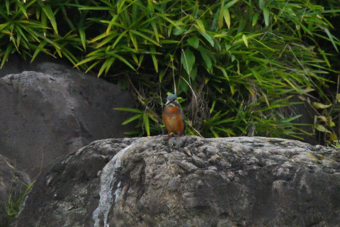 トリミング 2021/9月 SIGMA150-600C+D500 600mm F8 ss1/1250 ISO4000