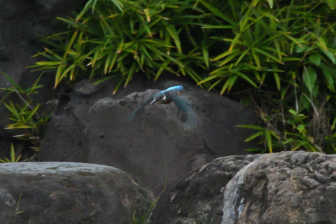 トリミング 2021/9月 SIGMA150-600C+D500 600mm F8 ss1/1250 ISO4000 AF-C シングル