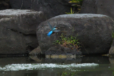 トリミング 2021/9月 SIGMA150-600C+D500 600mm F8 ss1/1250 ISO4000 AF-C シングル