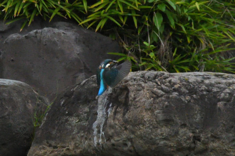 トリミング 2021/9月 SIGMA150-600C+D500 600mm F8 ss1/1250 ISO4000 AF-C シングル