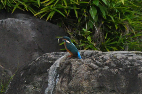 トリミング 2021/9月 SIGMA150-600C+D500 600mm F8 ss1/1250 ISO4000 AF-C シングル