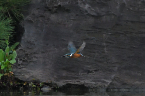 トリミング 2021/9月 SIGMA150-600C+D500 600mm F8 ss1/1250 ISO4000 AF-C シングル