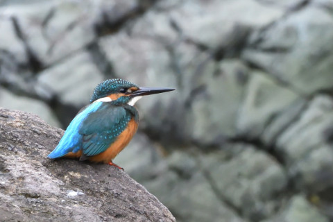 トリミング 2021/9月 SIGMA150-600C+D500 600mm F8 ss1/200 ISO4000