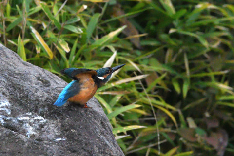 トリミング 2021/9月 SIGMA150-600C+D500 600mm F6.3 ss1/640 ISO4000