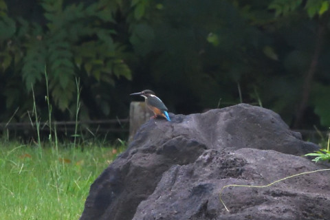 トリミング 2021/9月 SIGMA150-600C+D500 600mm F8 ss1/1600 ISO4000