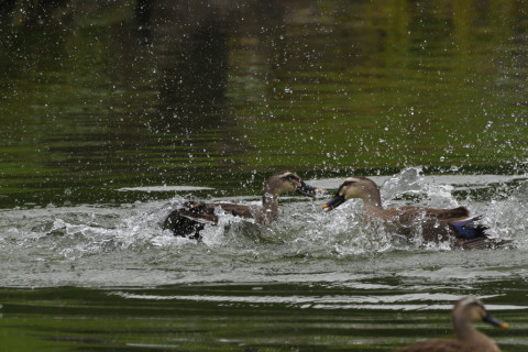 トリミング 2021/9月 SIGMA150-600C+D500 600mm F8 ss1/2000 ISO4000 AF-C シングル