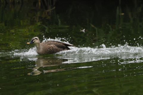 トリミング 2021/9月 SIGMA150-600C+D500 600mm F8 ss1/2000 ISO2000 AF-C シングル