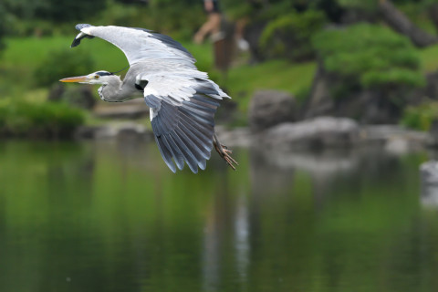 2021/9月 SIGMA150-600C+D500 360mm F8 ss1/1600 ISO2200 AF-C シングル 