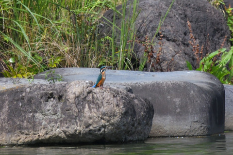 トリミング 2021/9月 SIGMA150-600C+D500 600mm F8 ss1/640 ISO560 AF-C