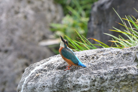 トリミング 2021/9月 SIGMA150-600C+D500 600mm F8 ss1/250 ISO500 AF-C