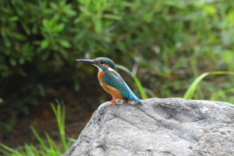 トリミング 2021/9月 SIGMA150-600C+D500 600mm F8 ss1/640 ISO3600 AF-C