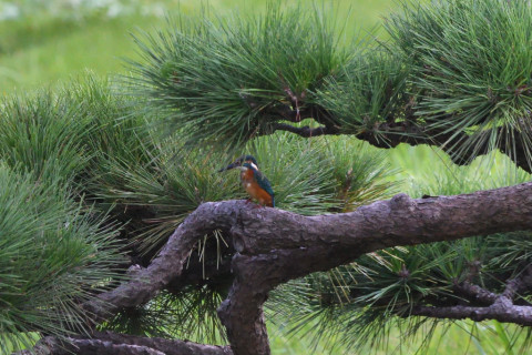 トリミング 2021/9月 SIGMA150-600C+D500 600mm F8 ss1/1600 ISO4000 AF-C