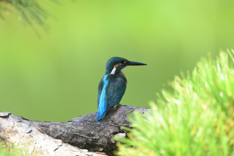 トリミング 2021/9月 SIGMA150-600C+D500 600mm F6.3 ss1/400 ISO560 AF-C