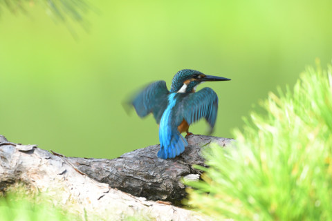 トリミング 2021/9月 SIGMA150-600C+D500 600mm F6.3 ss1/400 ISO720 AF-C