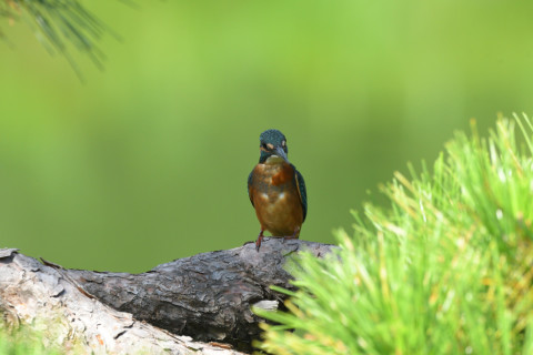 トリミング 2021/9月 SIGMA150-600C+D500 600mm F6.3 ss1/400 ISO800 AF-C