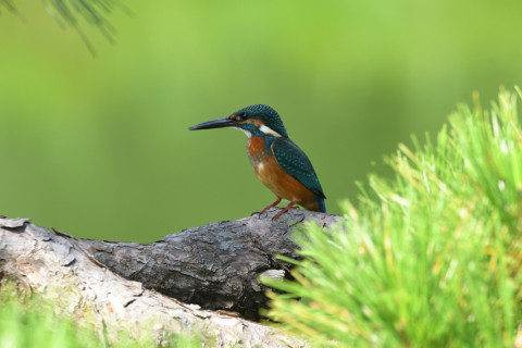 トリミング 2021/9月 SIGMA150-600C+D500 600mm F6.3 ss1/400 ISO800 AF-C