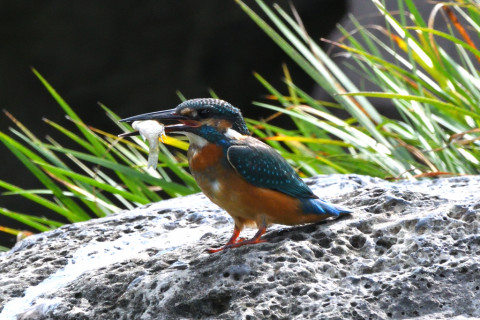 トリミング 2021/9月 SIGMA150-600C+D500 600mm F8 ss1/1600 ISO2000 AF-C