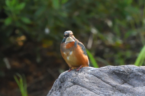 トリミング 2021/9月 SIGMA150-600C+D500 600mm F8 ss1/800 ISO4000 AF-C