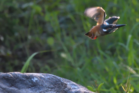 トリミング 2021/9月 SIGMA150-600C+D500 600mm F8 ss1/1600 ISO4000 AF-C シングル