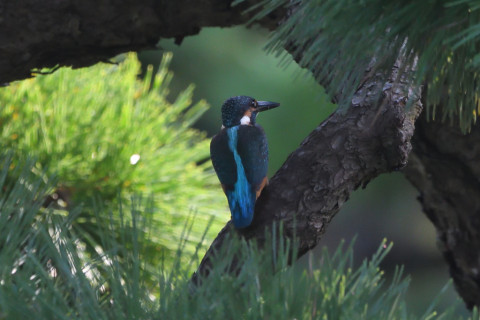 トリミング 2021/9月 SIGMA150-600C+D500 600mm F8 ss1/1600 ISO4000 AF-C