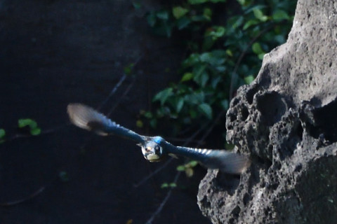 トリミング 2021/9月 SIGMA150-600C+D500 600mm F8 ss1/1600 ISO1800 AF-C シングル