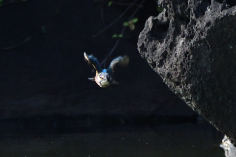 トリミング 2021/9月 SIGMA150-600C+D500 600mm F8 ss1/1600 ISO1600 AF-C シングル