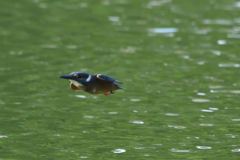 トリミング 2021/9月 SIGMA150-600C+D500 600mm F8 ss1/1600 ISO2500 AF-C シングル