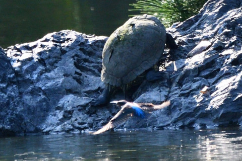 2021/9月 SIGMA150-600C+D500 600mm F8 ss1/1600 ISO2500 AF-C シングル