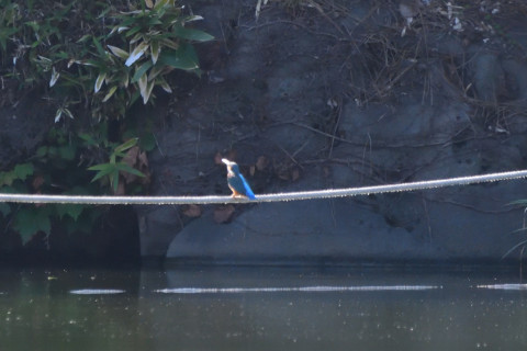 トリミング 2021/9月 SIGMA150-600C+D500 600mm F8 ss1/1600 ISO4000 