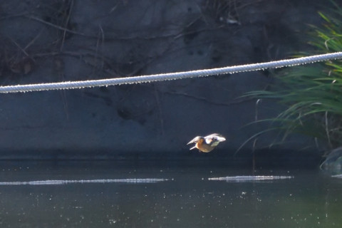 トリミング 2021/9月 SIGMA150-600C+D500 600mm F8 ss1/1600 ISO4000 AF-C シングル
