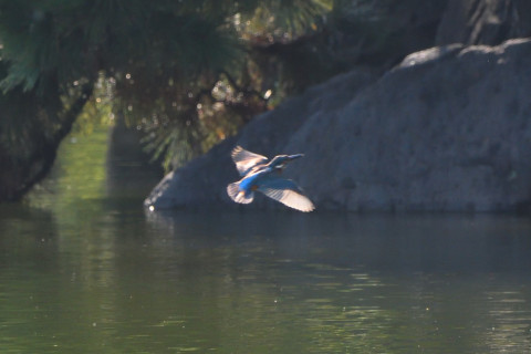 トリミング 2021/9月 SIGMA150-600C+D500 600mm F8 ss1/1000 ISO2200 AF-C シングル