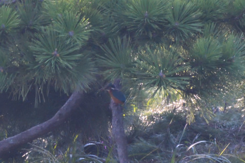 トリミング 2021/9月 SIGMA150-600C+D500 600mm F8 ss1/1000 ISO4000 AF-C シングル