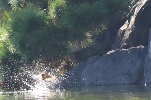 トリミング 2021/9月 SIGMA150-600C+D500 600mm F8 ss1/1600 ISO4000 AF-C シングル