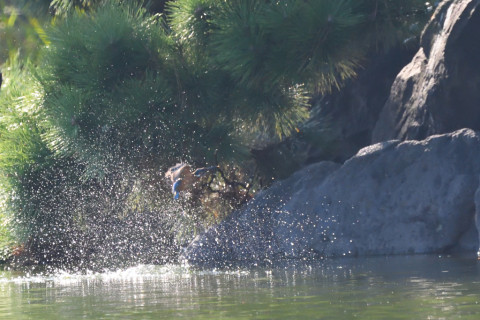 トリミング 2021/9月 SIGMA150-600C+D500 600mm F8 ss1/1600 ISO4000 AF-C シングル