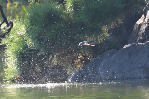 トリミング 2021/9月 SIGMA150-600C+D500 600mm F8 ss1/1600 ISO4000 AF-C シングル