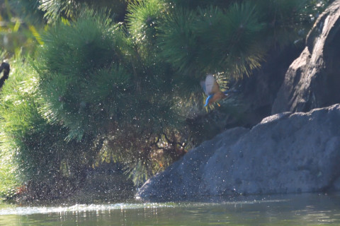 トリミング 2021/9月 SIGMA150-600C+D500 600mm F8 ss1/1600 ISO4000 AF-C シングル