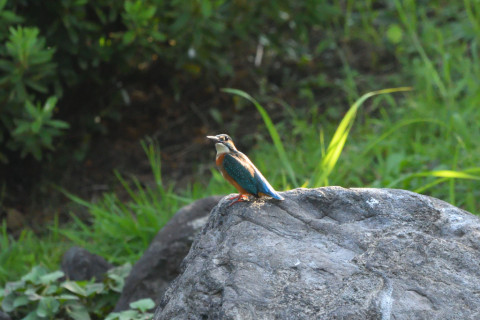 トリミング 2021/9月 SIGMA150-600C+D500 600mm F8 ss1/1600 ISO4000