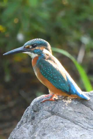 トリミング 2021/9月 SIGMA150-600C+D500 600mm F8 ss1/250 ISO2800