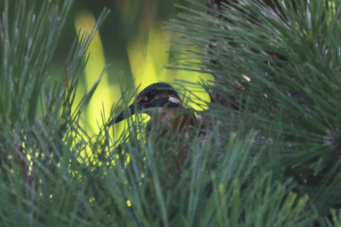 トリミング 2021/9月 SIGMA150-600C+D500 600mm F8 ss1/1000 ISO3200