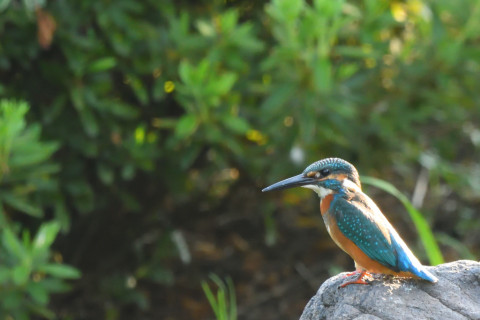 トリミング 2021/9月 SIGMA150-600C+D500 600mm F8 ss1/250 ISO2800